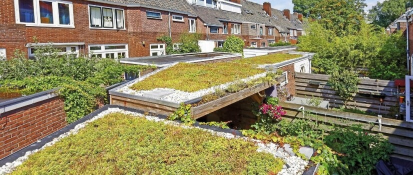 Groen extensief dak – lichtgewicht sedum/mos