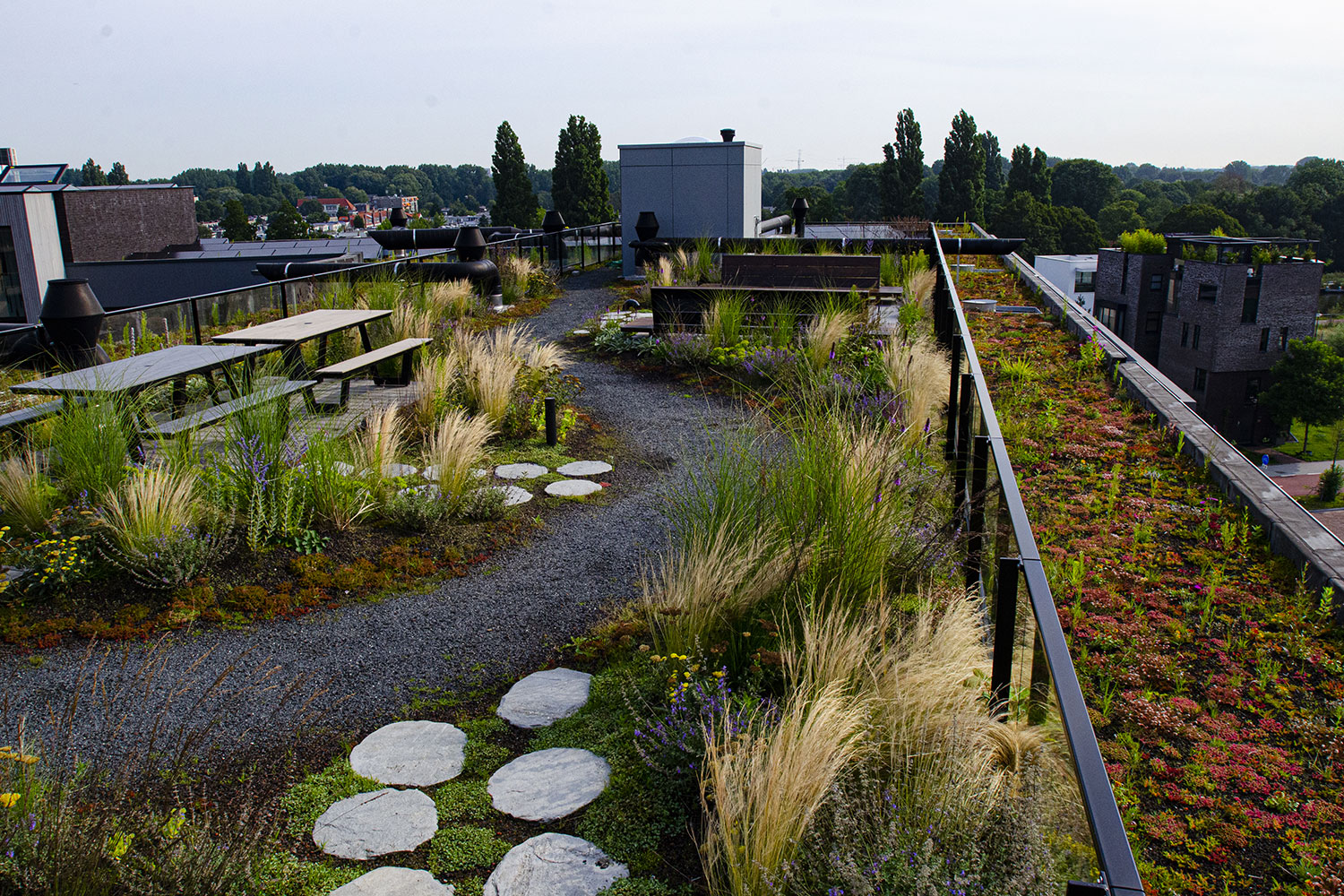 Groen intensief dak – hoge biodiversiteit en waterberging